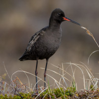 Spotted Redshank